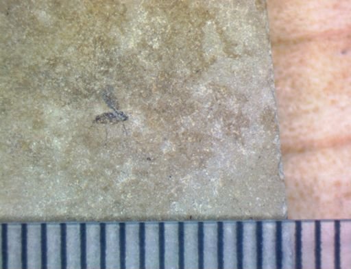 undet. Diptera