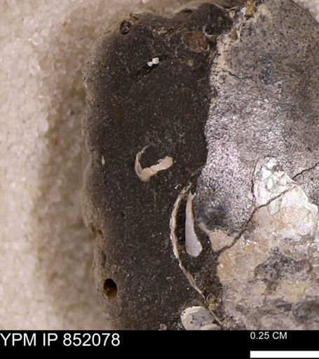 undet. Bivalvia