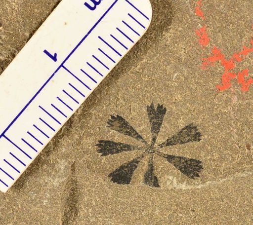 Sphenophyllum sp.