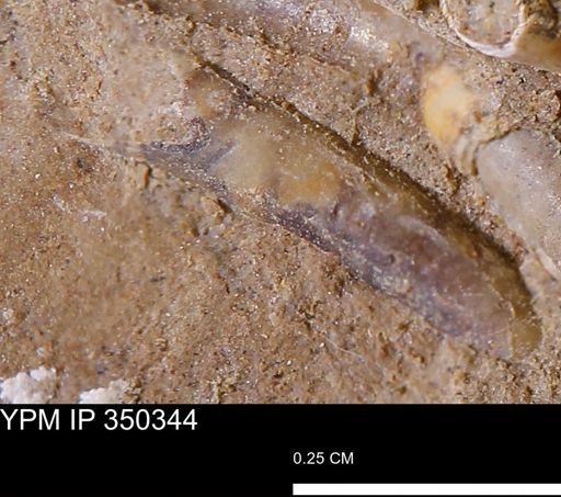 undet. Scaphopoda