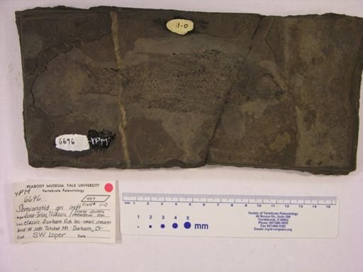 Semionotidae