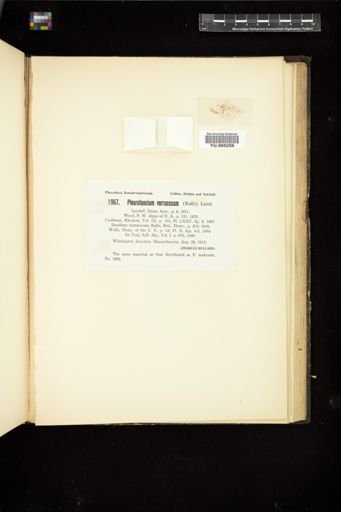 Pleurotaenium verrucosum