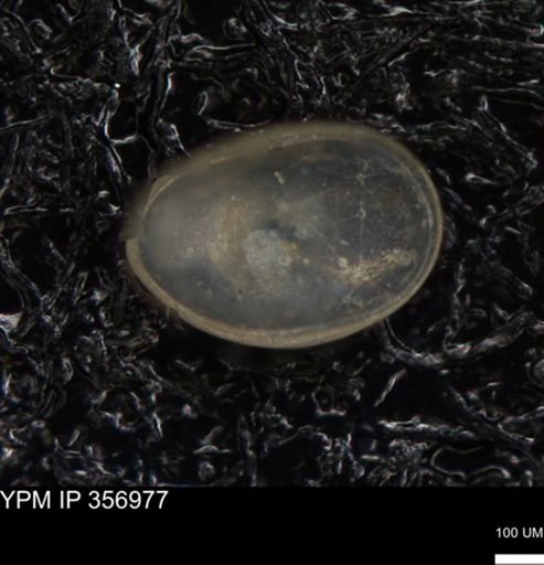 undet. Ostracoda