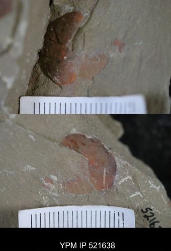 undet. Xiphosurida