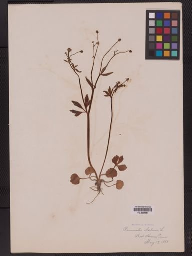 Ranunculus abortivus