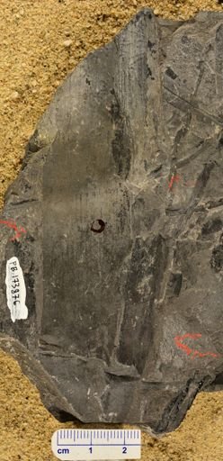 Calamites sp.
