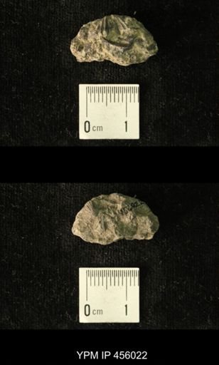 Platystrophia amoena