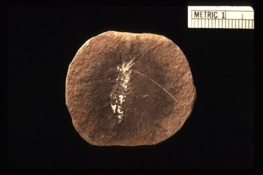 Palaeocaris typus