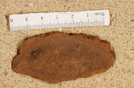Ficus inaequalis