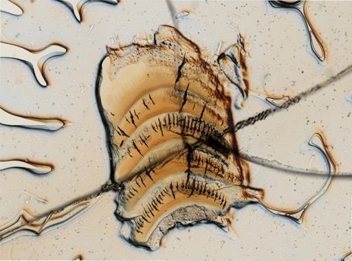 Aeolidia papillosa