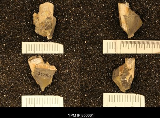 Baculites