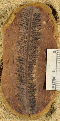 Pecopteris