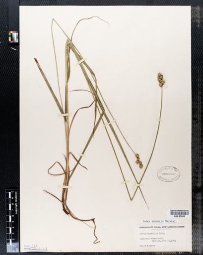 Carex mirabilis