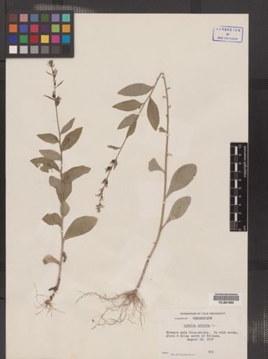 Lobelia inflata