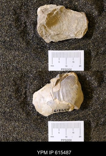 Inoceramus sp.