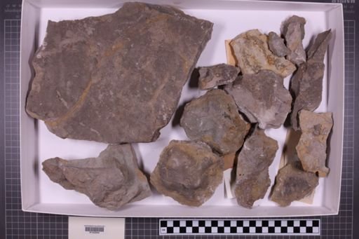 mixed taxa, stratigraphic collection