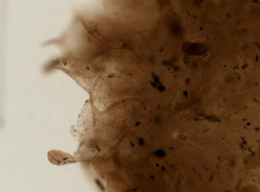 Aplysina sp.