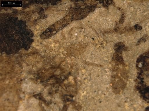 taxon undetermined