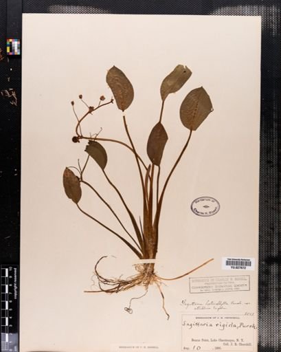 Sagittaria rigida