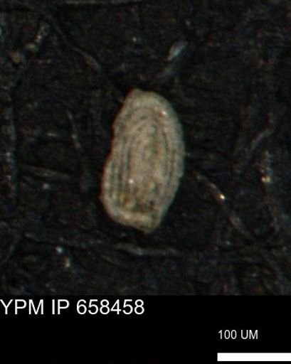 Spirolocammina planula