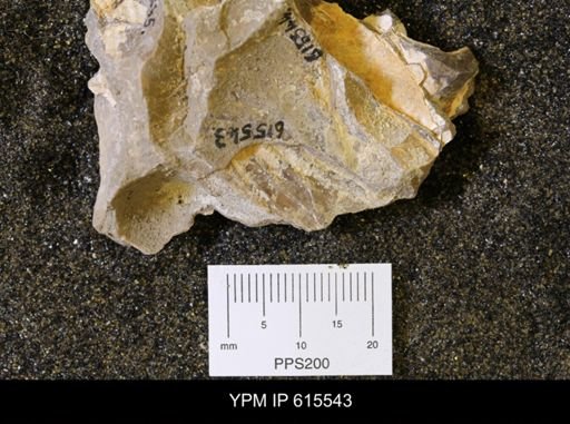 Inoceramus sp.