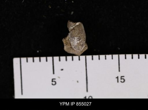 undet. Gastropoda