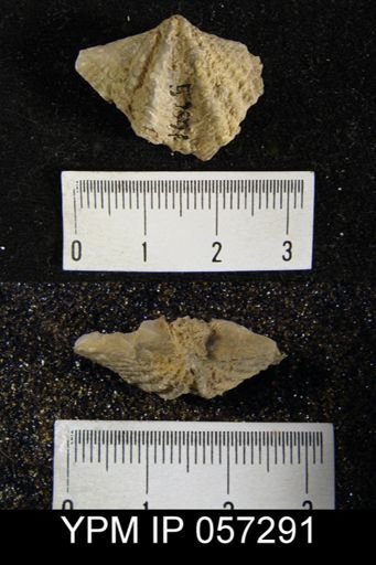 Megakozlowskiella perlamellosa