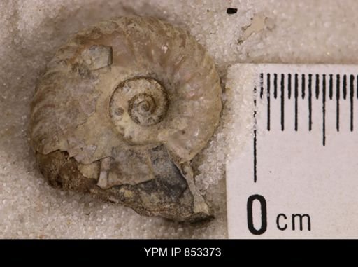 undet. Scaphitidae