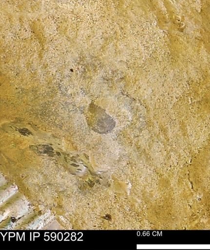 undet. Mollusca