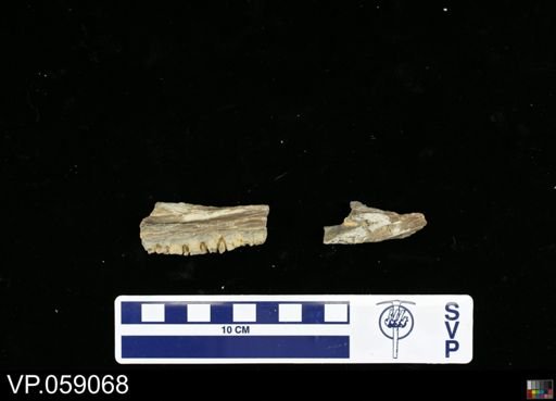 Protosphyraena?