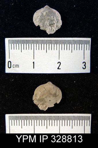 undet. Athyridida