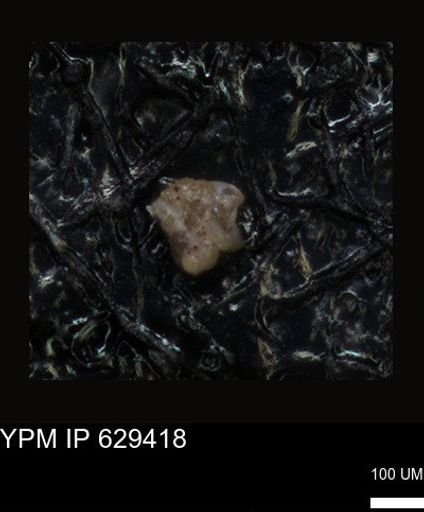 undet. Foraminiferida