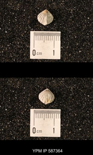 Camarotoechia whitei