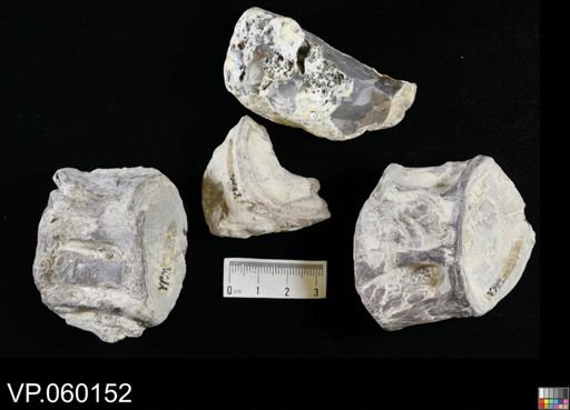 Xiphactinus?