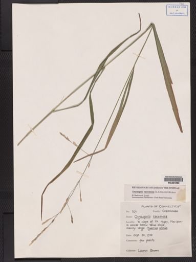 Oryzopsis racemosa