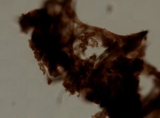 Iotrochota birotulata