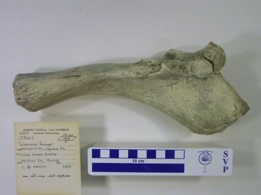 Teleoceras fossiger