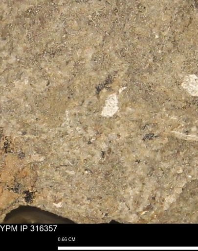 undet. Mollusca