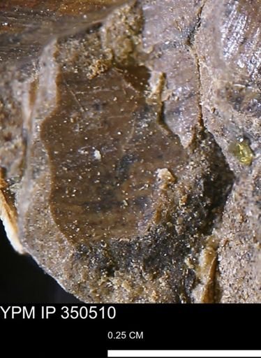 Limopsis striatopunctatus