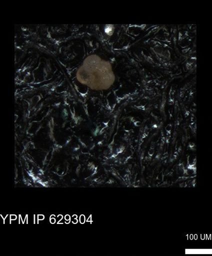 undet. Foraminiferida