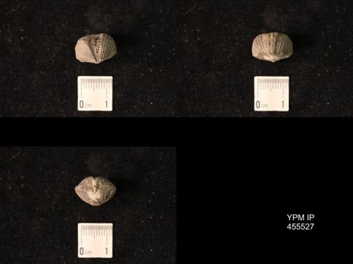 Platystrophia amoena robusta