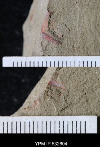 Chauvelicystis?