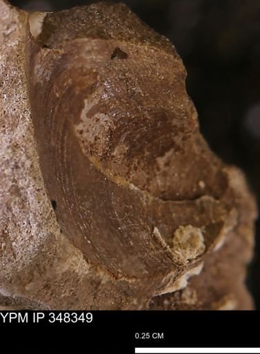 Limopsis striatopunctatus