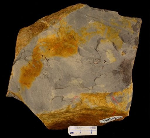 Cladophlebis sp.