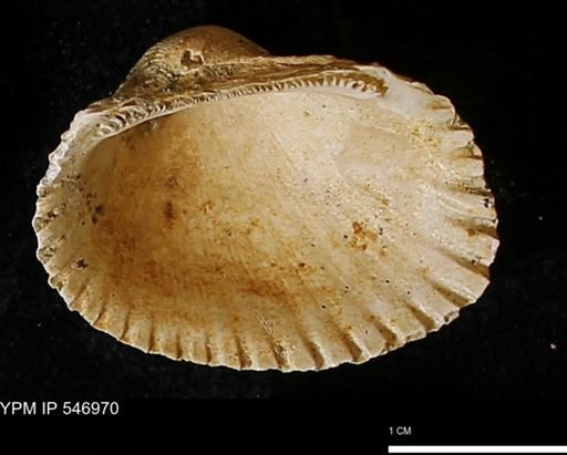 Scapharca transversa