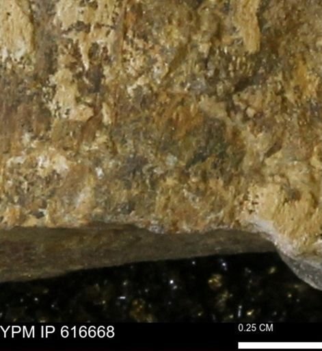 Teredo sp.