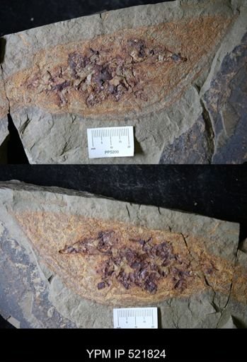 undet. Arthropoda