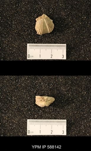 Platystrophia acutilirata