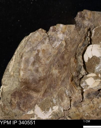 Ostrea glabra