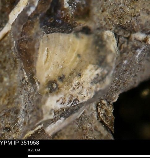 undet. Bivalvia
